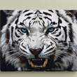 Ghost of the Wild – White Tiger