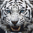 Ghost of the Wild – White Tiger
