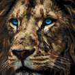 The Wise King – Blue-Eyed Lion