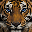 Born to Rule – Vivid Tiger